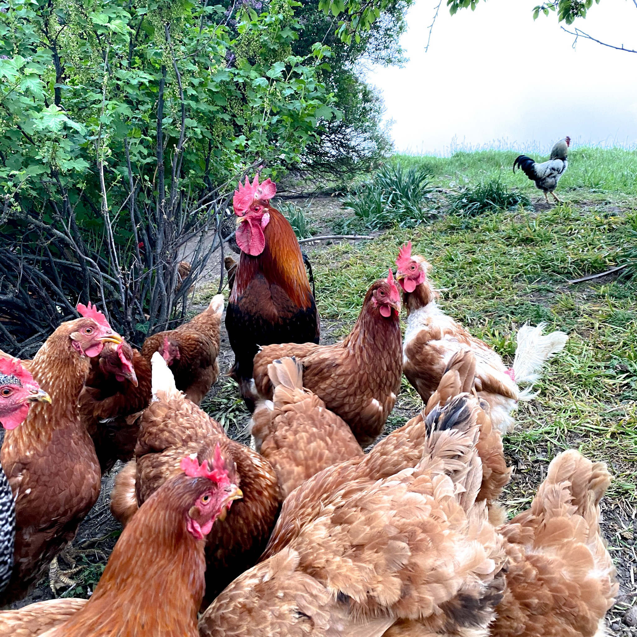 Tenacity of a Rooster With His Flock